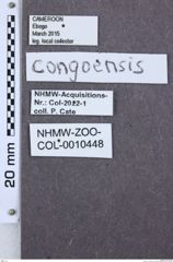 Etikette zu Oxynopterus congoensis (NHMW-ZOO-COL-0010448)